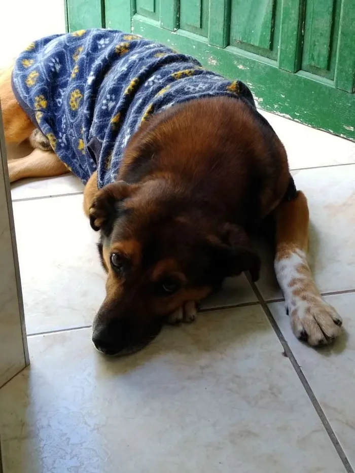 Cachorro ra a Indefinida idade 6 ou mais anos nome Mike