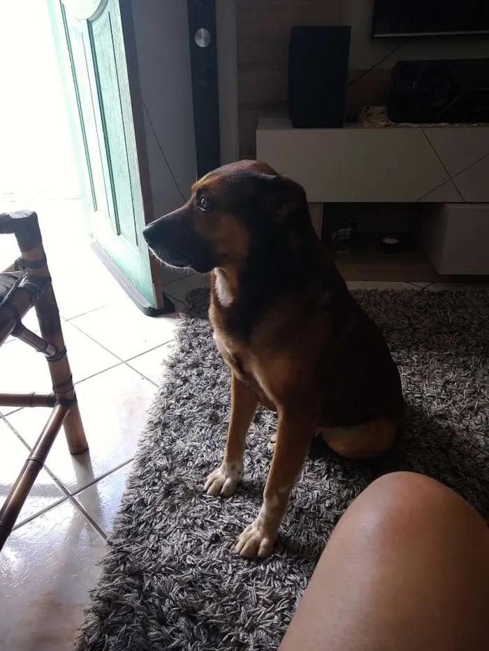 Cachorro ra a Indefinida idade 6 ou mais anos nome Mike