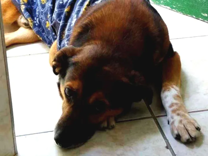 Cachorro ra a Indefinida idade 6 ou mais anos nome Mike