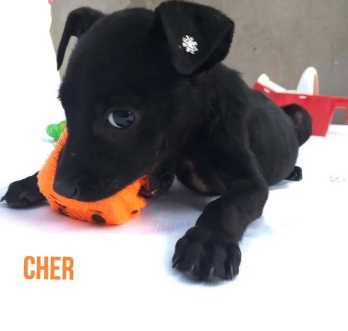Cachorro raça Sem raça definida  idade 2 a 6 meses nome Cher