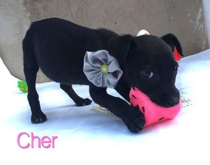 Cachorro raça Sem raça definida  idade 2 a 6 meses nome Cher