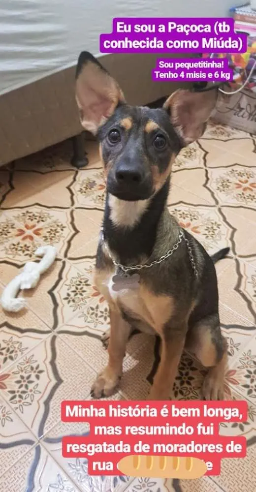 Cachorro ra a srd idade 2 a 6 meses nome Miuda ou Pacoca
