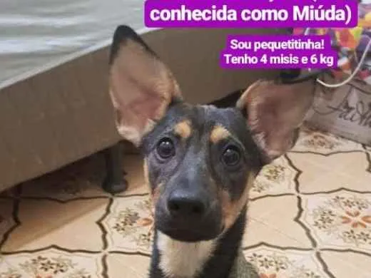 Cachorro ra a srd idade 2 a 6 meses nome Miuda ou Pacoca