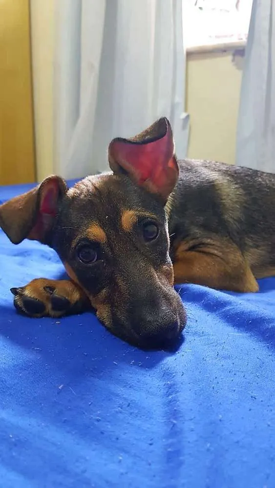 Cachorro ra a srd idade 2 a 6 meses nome Miuda ou Pacoca
