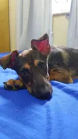 Miuda ou Pacoca