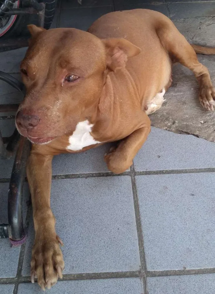 Cachorro ra a Pitbull idade 5 anos nome Dara