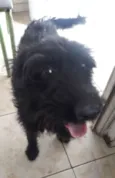 Neguinha