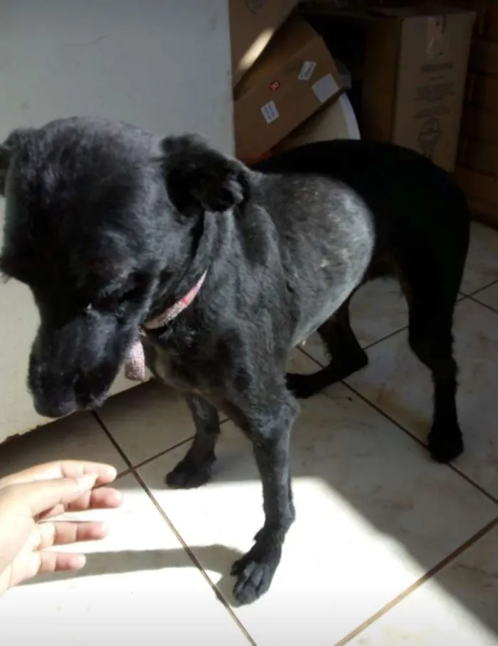 Cachorro raça Vira-lata com puldou idade 4 anos nome Neguinha