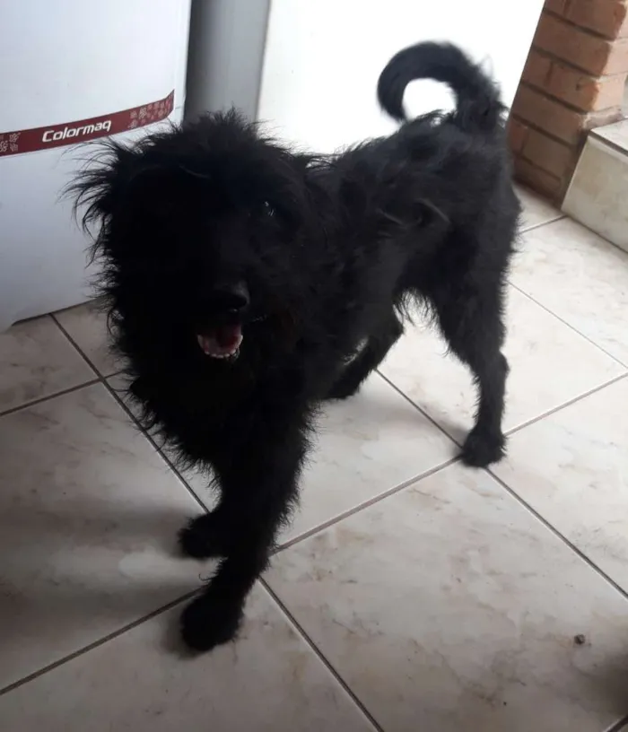 Cachorro raça Vira-lata com puldou idade 4 anos nome Neguinha