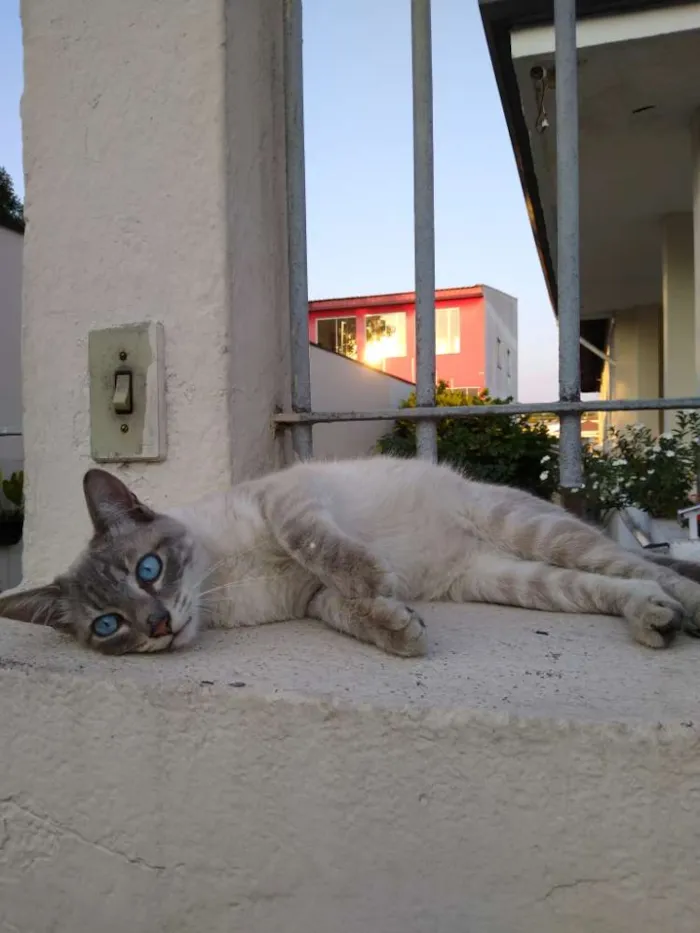 Gato ra a Srd idade 7 a 11 meses nome Adotante escolhe