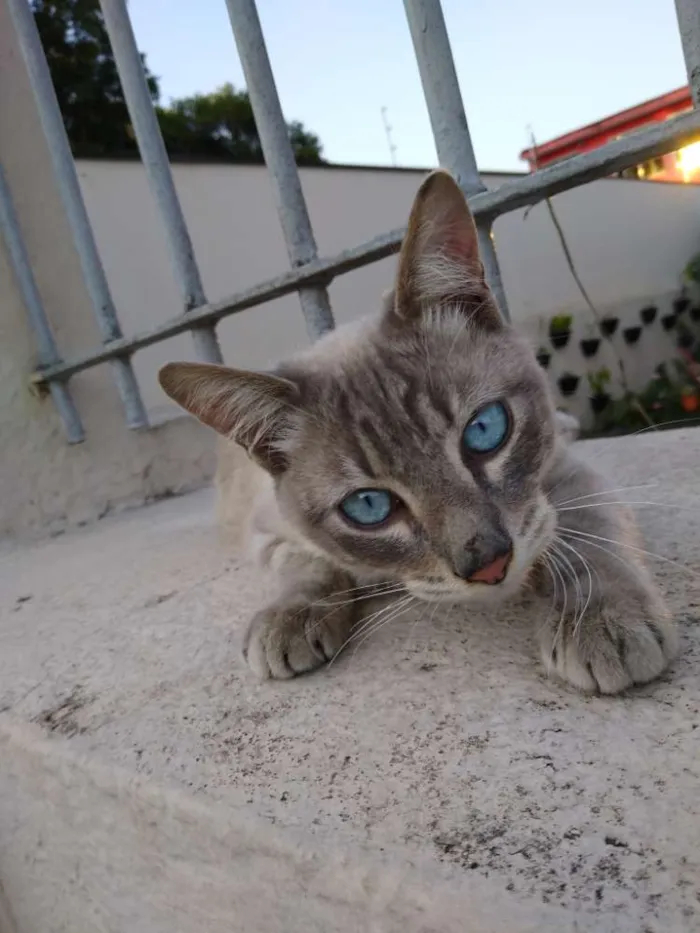 Gato ra a Srd idade 7 a 11 meses nome Adotante escolhe