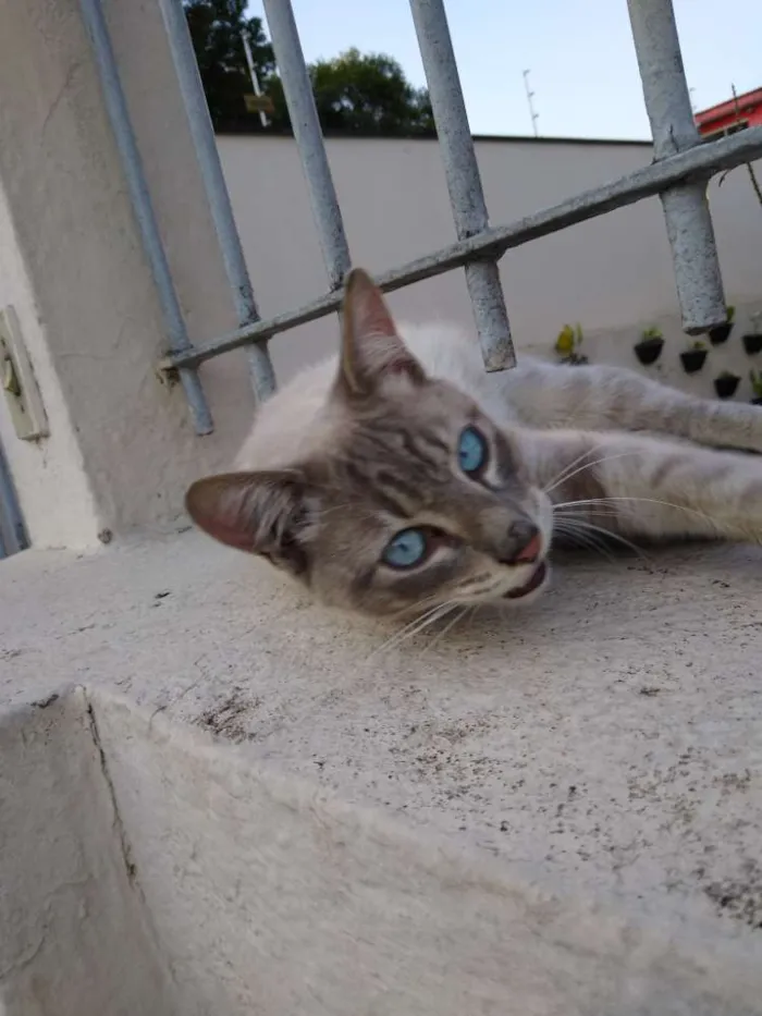 Gato ra a Srd idade 7 a 11 meses nome Adotante escolhe