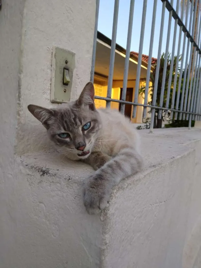 Gato ra a Srd idade 7 a 11 meses nome Adotante escolhe