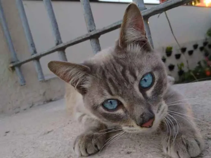 Gato ra a Srd idade 7 a 11 meses nome Adotante escolhe