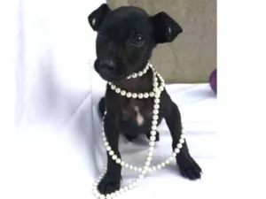 Cachorro raça Sem raça definida  idade 2 a 6 meses nome Cher