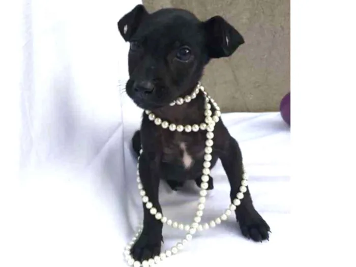 Cachorro raça Sem raça definida  idade 2 a 6 meses nome Cher