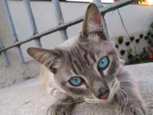Gato raça Srd idade 7 a 11 meses nome Adotante escolhe