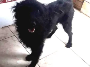 Cachorro raça Vira-lata com puldou idade 4 anos nome Neguinha
