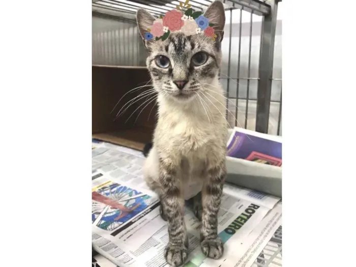 Gato ra a SRD idade 1 ano nome MENINA