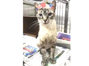 Gato raça SRD idade 1 ano nome MENINA