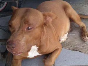 Cachorro raça Pitbull idade 5 anos nome Dara