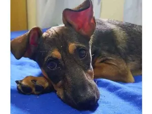 Cachorro raça srd idade 2 a 6 meses nome Miuda ou Pacoca