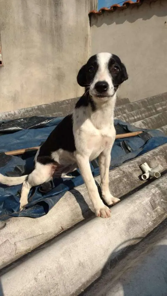 Cachorro ra a SRD idade 7 a 11 meses nome Bolinha/preta e bran