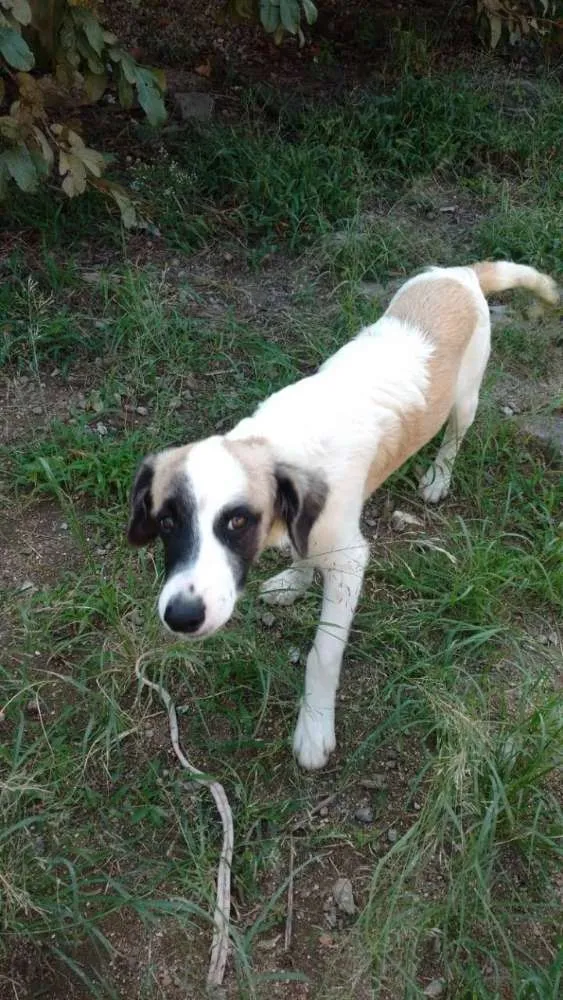 Cachorro ra a SRD idade 7 a 11 meses nome Bolinha/preta e bran