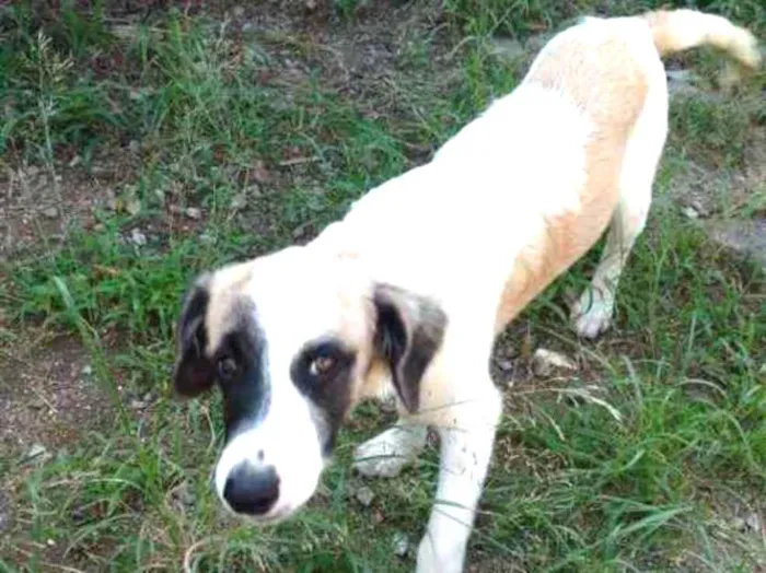 Cachorro ra a SRD idade 7 a 11 meses nome Bolinha/preta e bran