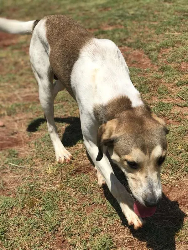 Cachorro ra a Vira lata idade 2 anos nome Zeus