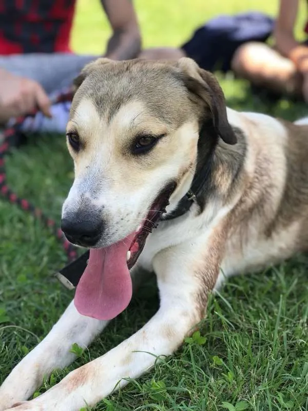 Cachorro ra a Vira lata idade 2 anos nome Zeus