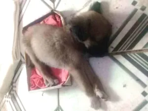 Cachorro raça  idade 2 a 6 meses nome Bob Salah 