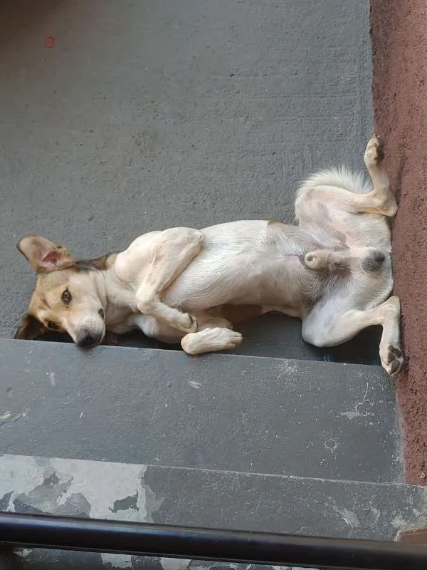 Cachorro ra a Vira lata idade 2 anos nome Zeus