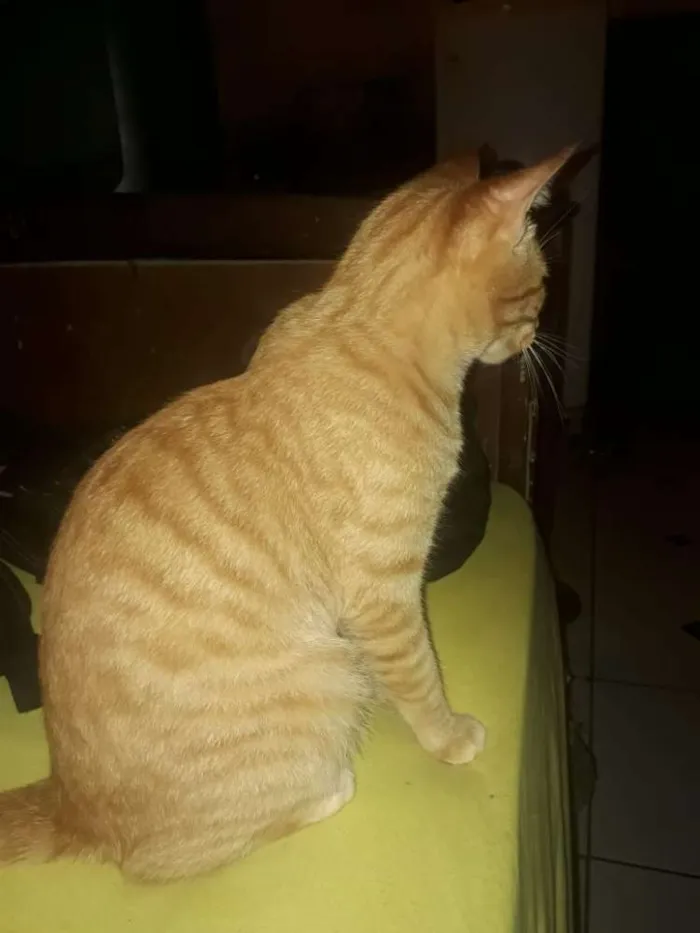 Gato ra a Não definida/vira-lata  idade 2 a 6 meses nome Thor 