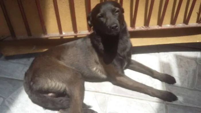 Cachorro ra a SRD idade 7 a 11 meses nome João 