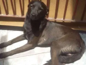 Cachorro raça SRD idade 7 a 11 meses nome João 