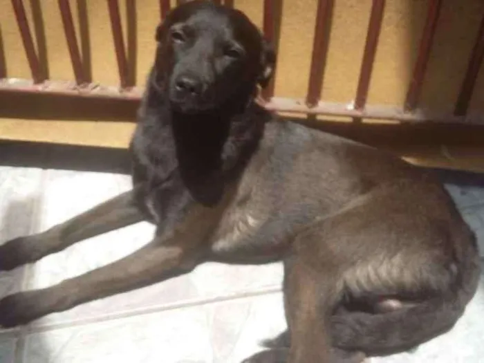 Cachorro ra a SRD idade 7 a 11 meses nome João 