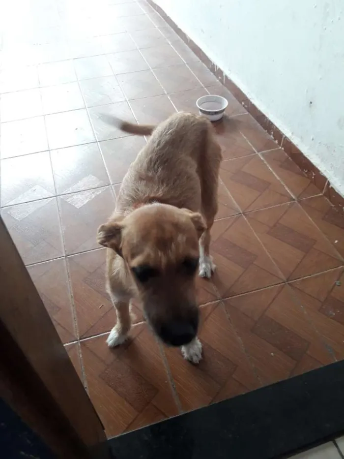 Cachorro ra a Misturado  idade 2 a 6 meses nome Bel8nha