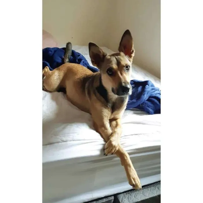 Cachorro ra a Vira Lata idade 3 anos nome Ravena
