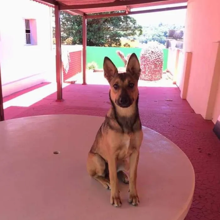 Cachorro ra a Vira Lata idade 3 anos nome Ravena