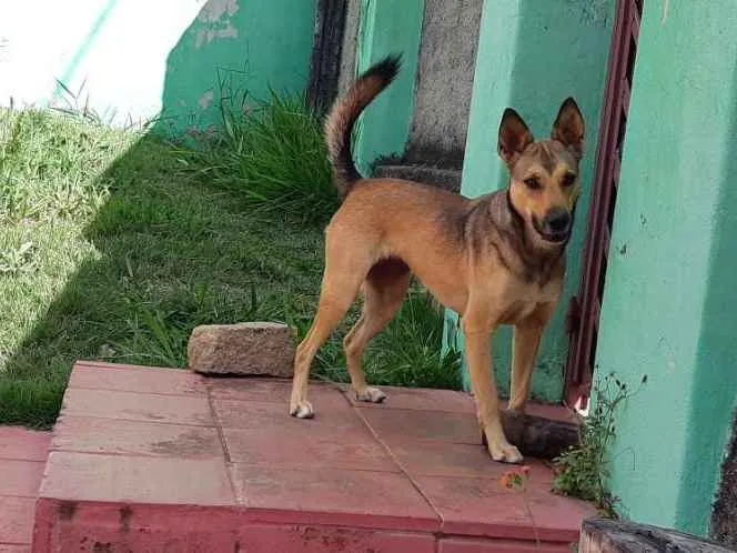 Cachorro ra a Vira Lata idade 3 anos nome Ravena