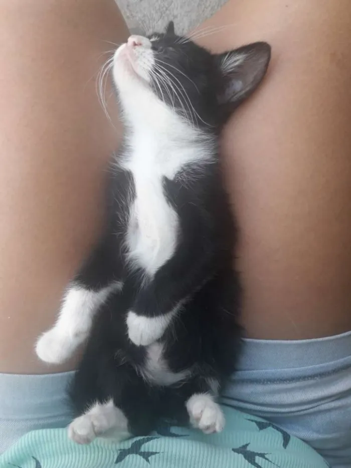 Gato ra a Sem raça  idade 2 a 6 meses nome Sem nome