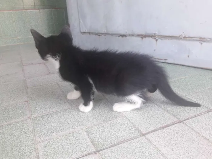 Gato ra a Sem raça  idade 2 a 6 meses nome Sem nome