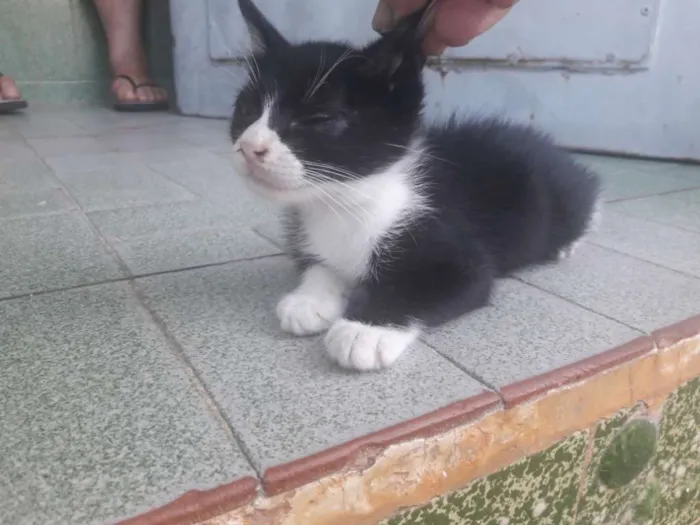 Gato ra a Sem raça  idade 2 a 6 meses nome Sem nome
