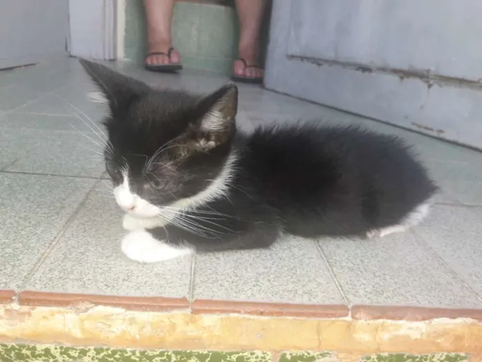Gato ra a Sem raça  idade 2 a 6 meses nome Sem nome