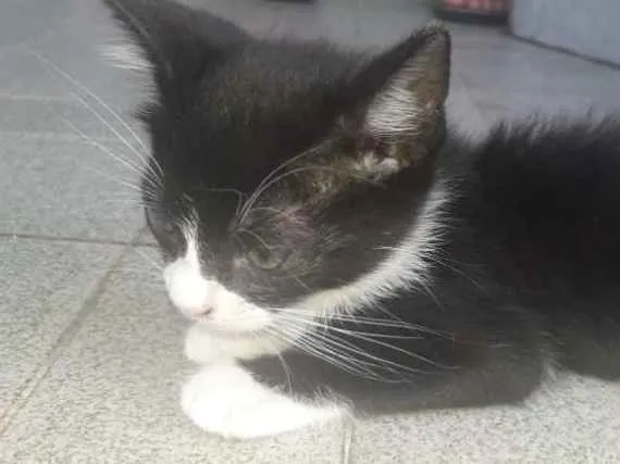 Gato ra a Sem raça  idade 2 a 6 meses nome Sem nome