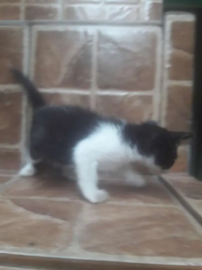 Gato ra a Viralata idade Abaixo de 2 meses nome Sem nome