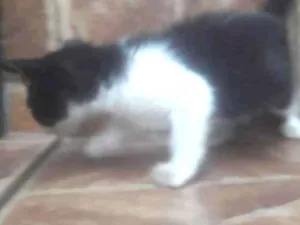 Gato raça Viralata idade Abaixo de 2 meses nome Sem nome