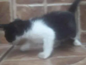 Gato raça Viralata idade Abaixo de 2 meses nome Sem nome