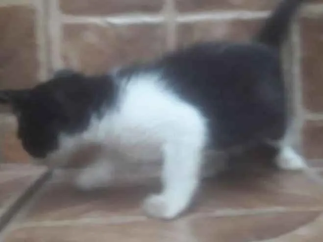 Gato ra a Viralata idade Abaixo de 2 meses nome Sem nome